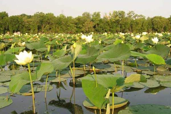 American lotus