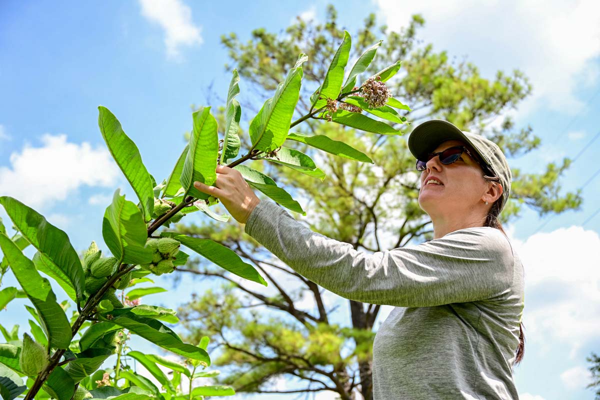 A woman touches a tall flower.