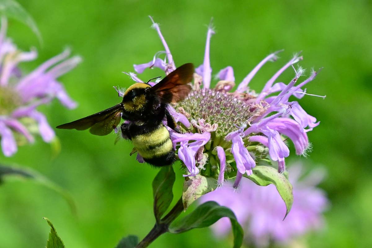 A bee on a flower.