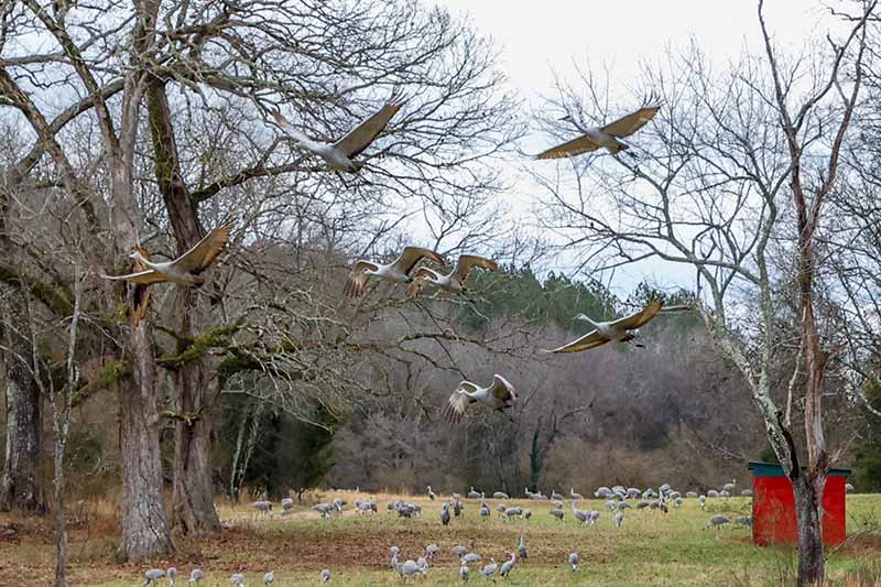 Sandhill cranes feed in fields