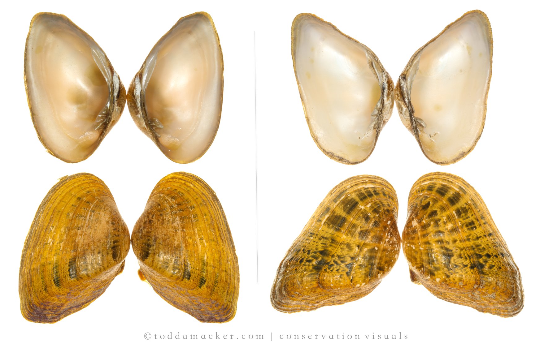 pearlymussel