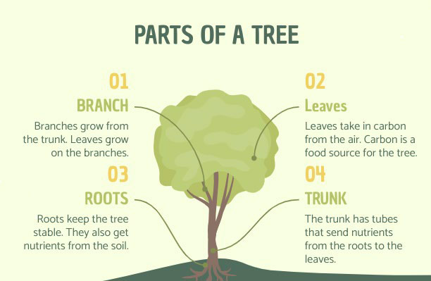 Dendrochronology