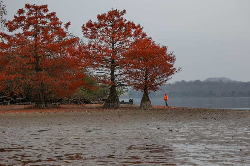 Landscape photo of trees and muddy flats where the lake has been lowered