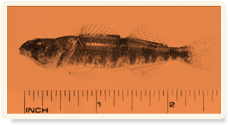 Snail Darter