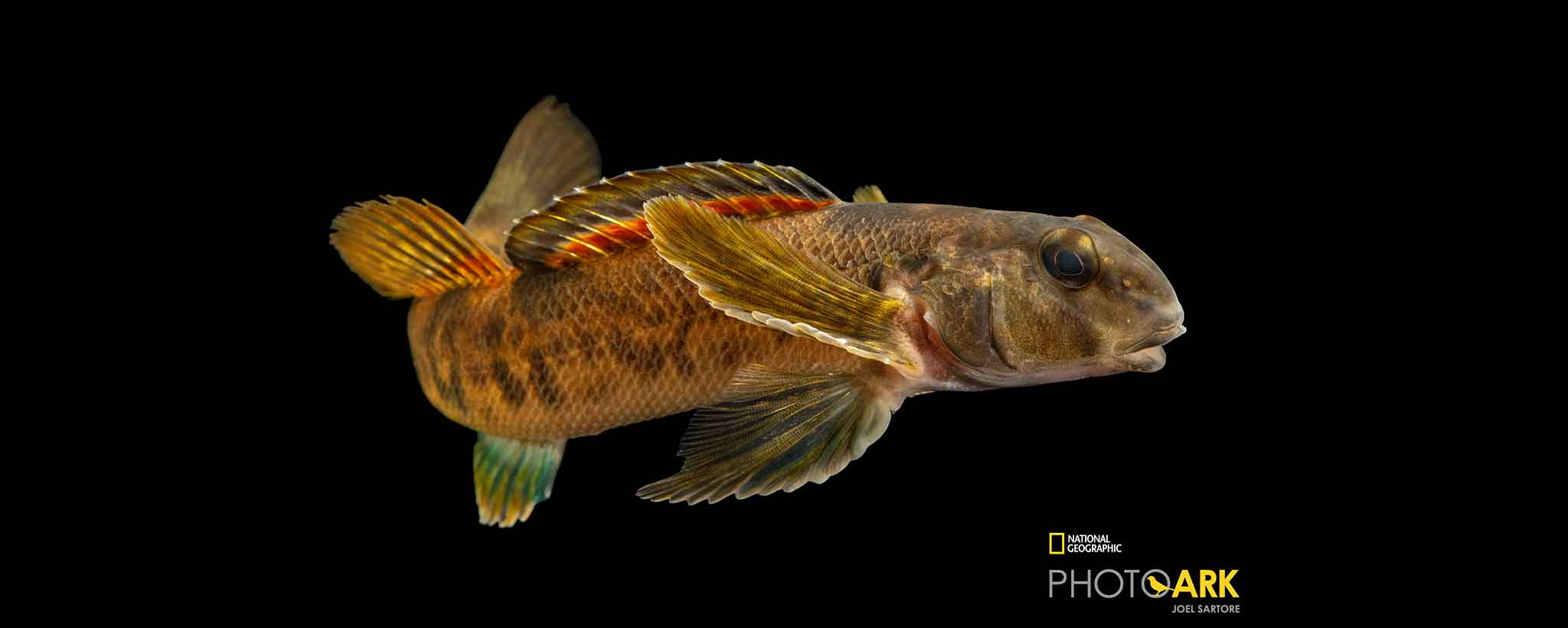 Greenside Darter Greenside Darter