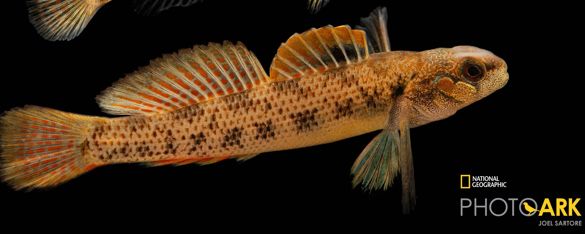 A species of striated darter A species of striated darter