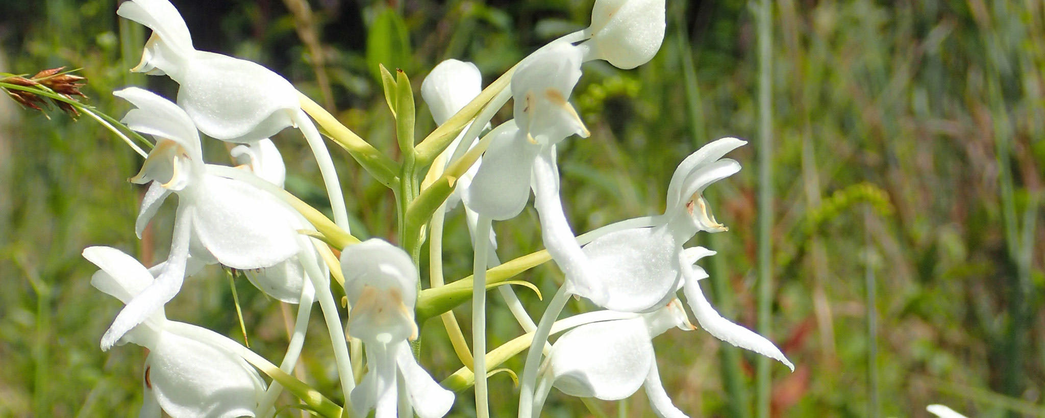 Adult-orchids_2048x820