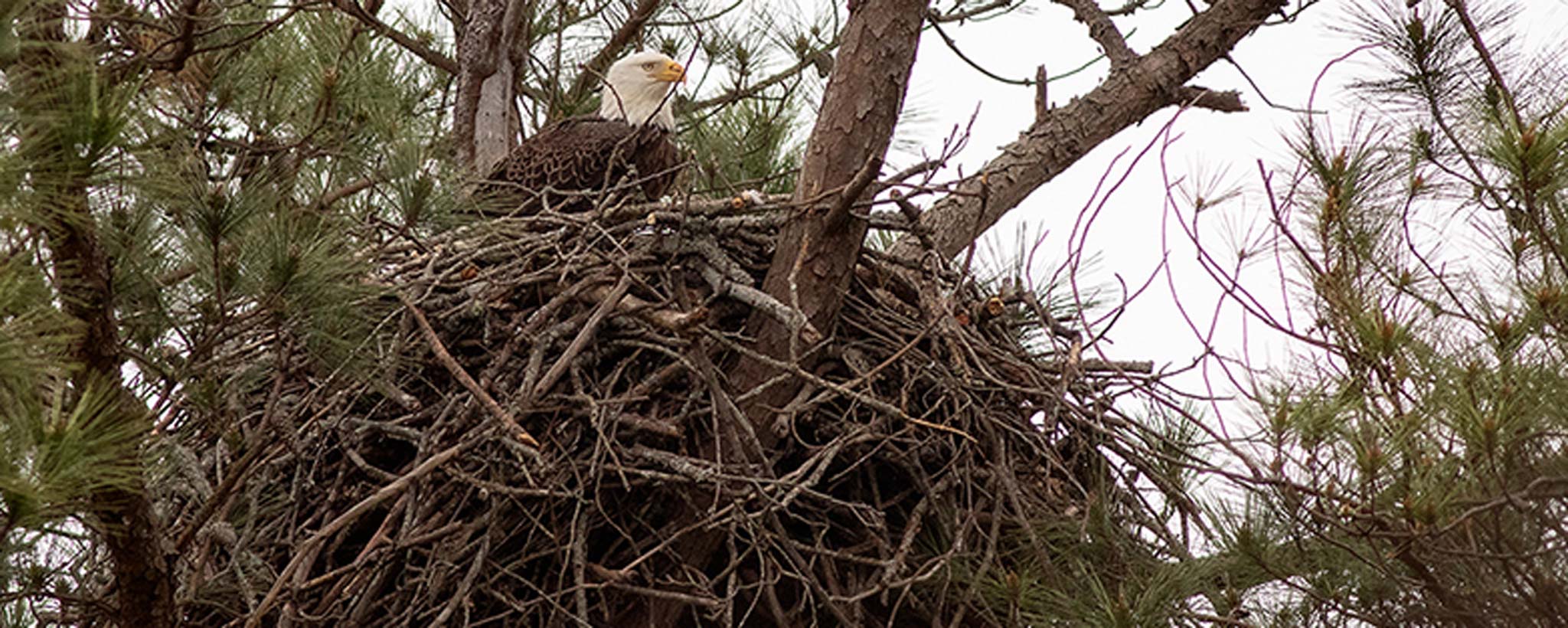 Eagle on a nest