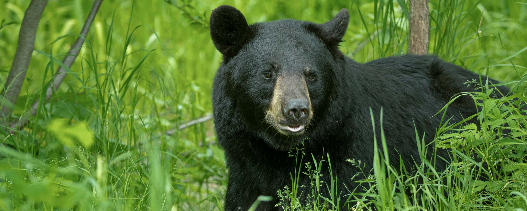 bear-2048-by-820 Bear