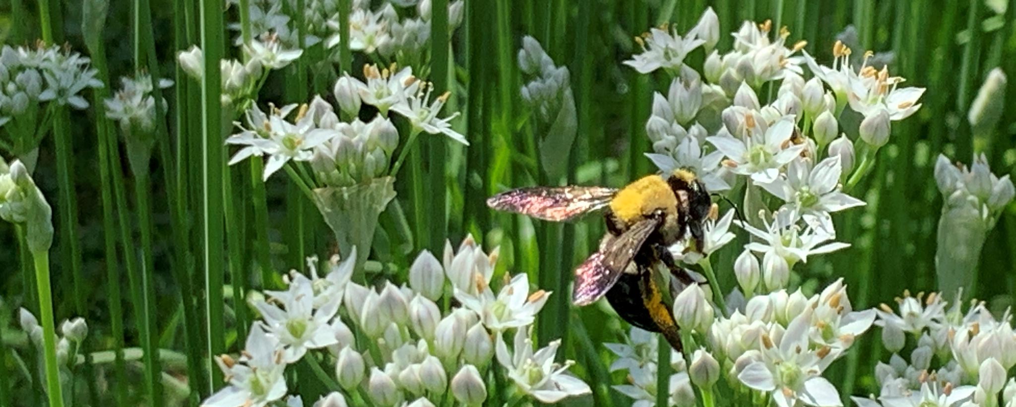 bee-hero