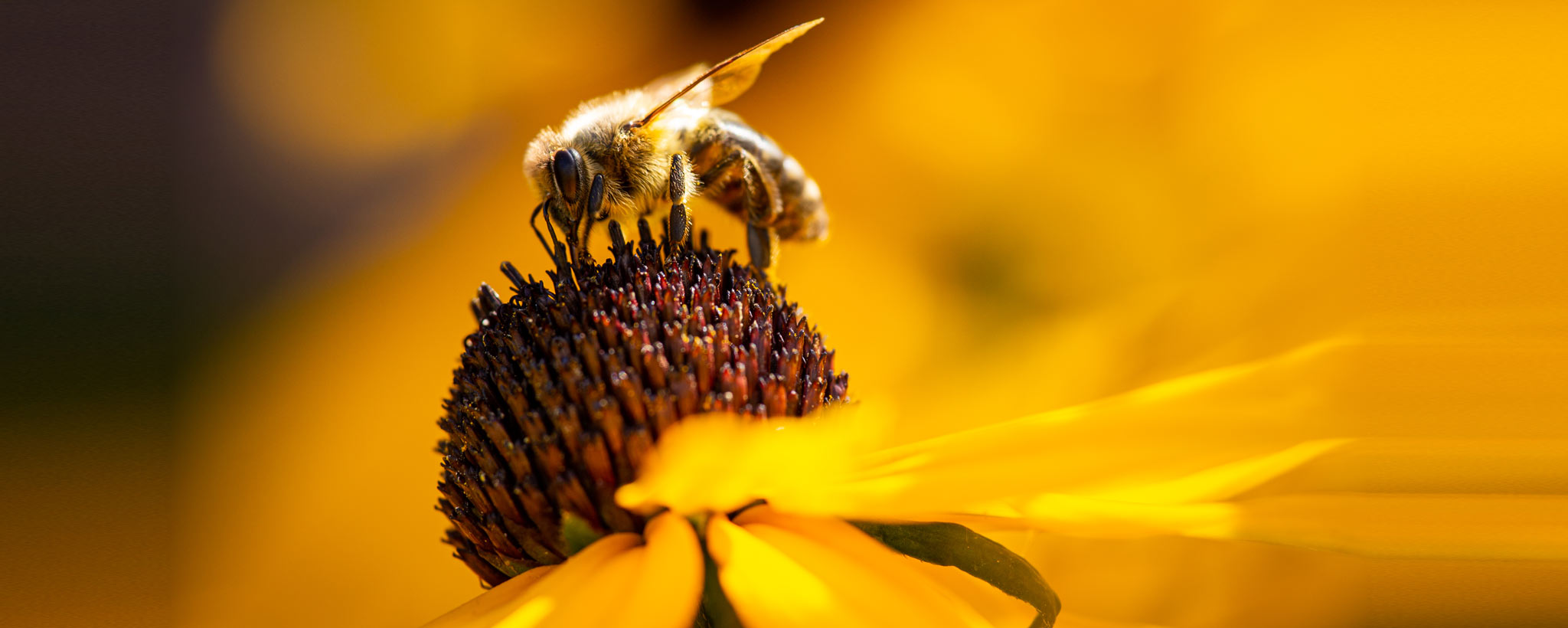 Bee on Black Eyed Susan Native Plant Bee on Black Eyed Susan Native Plant