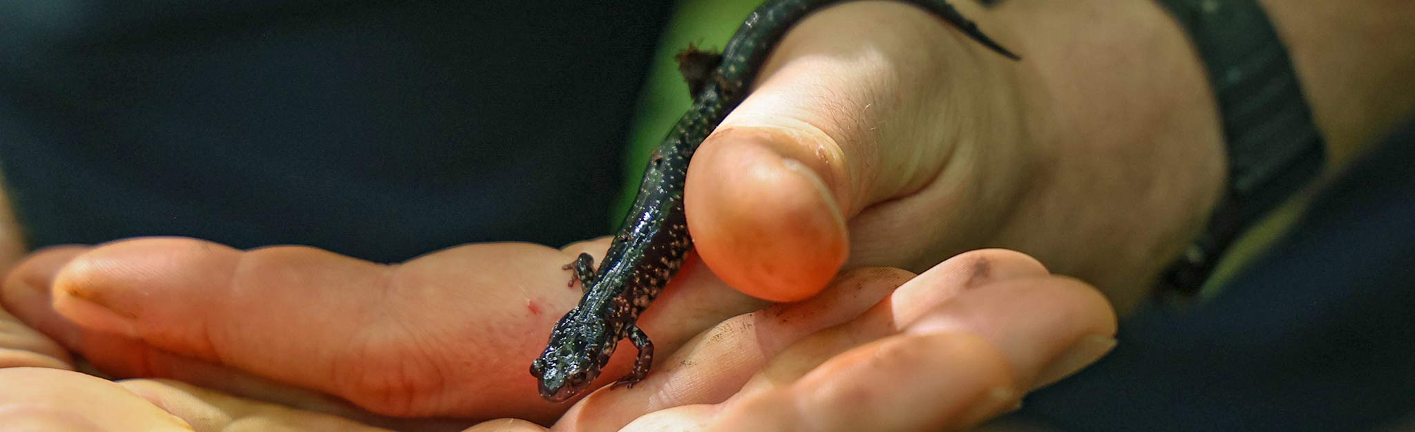 Northern slimy salamander