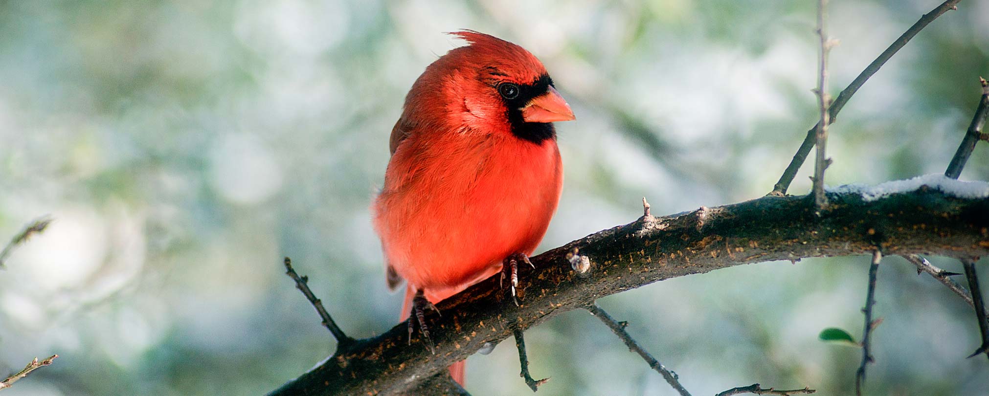 Cardinal sitting on an icy branch in winter