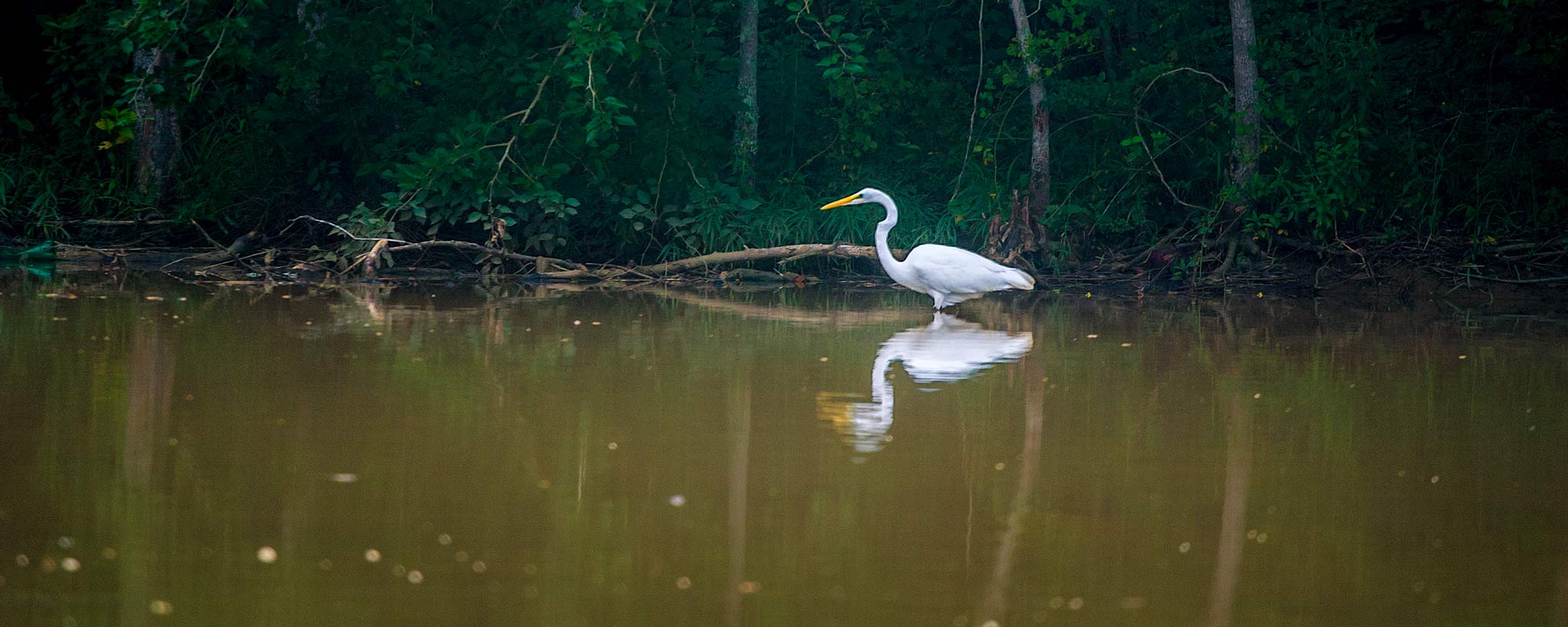 Heron in Water Heron in Water