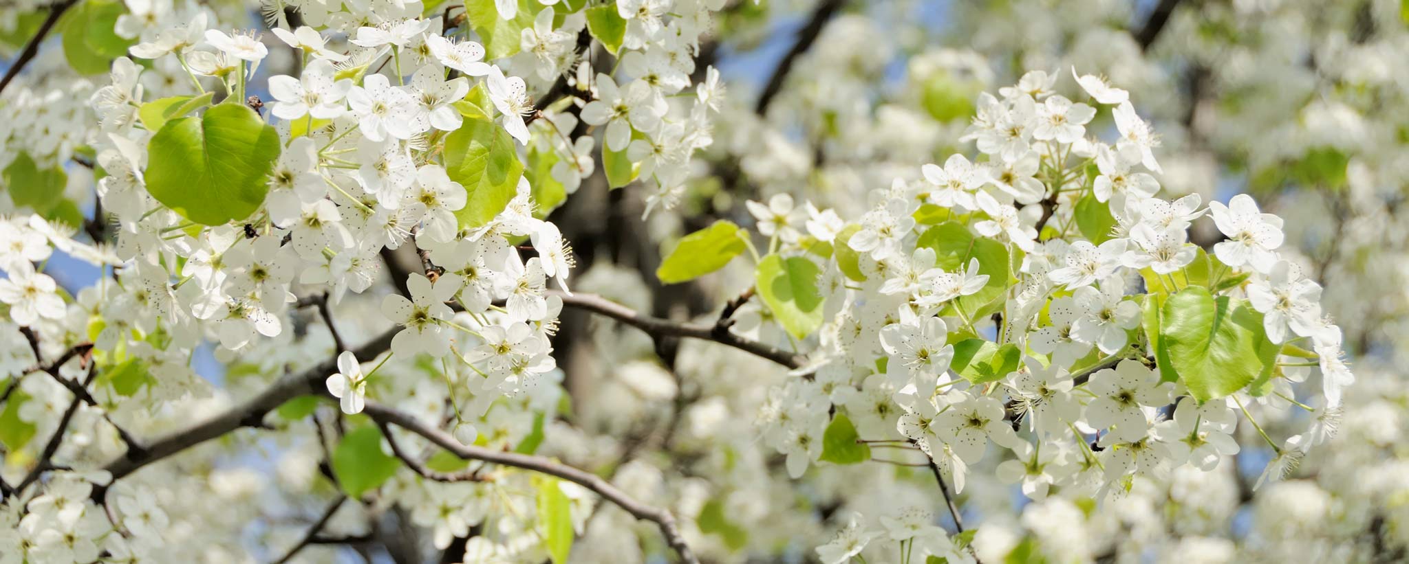 Bradford-Pear-hero bradford pear
