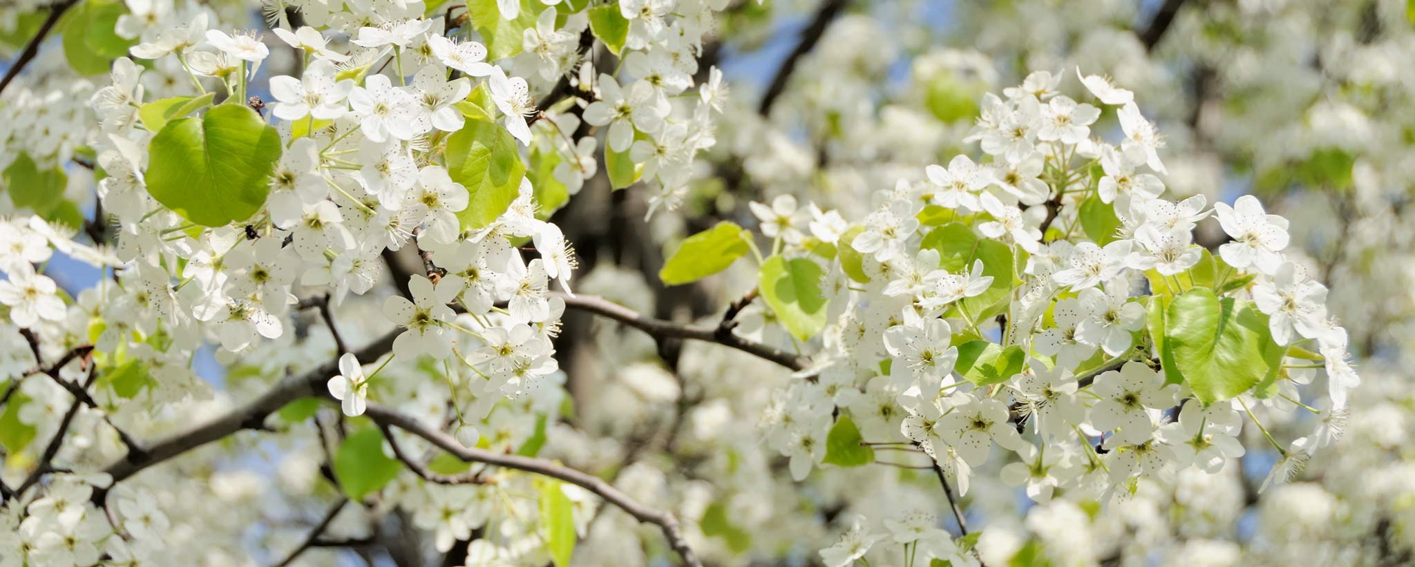 bradford pear