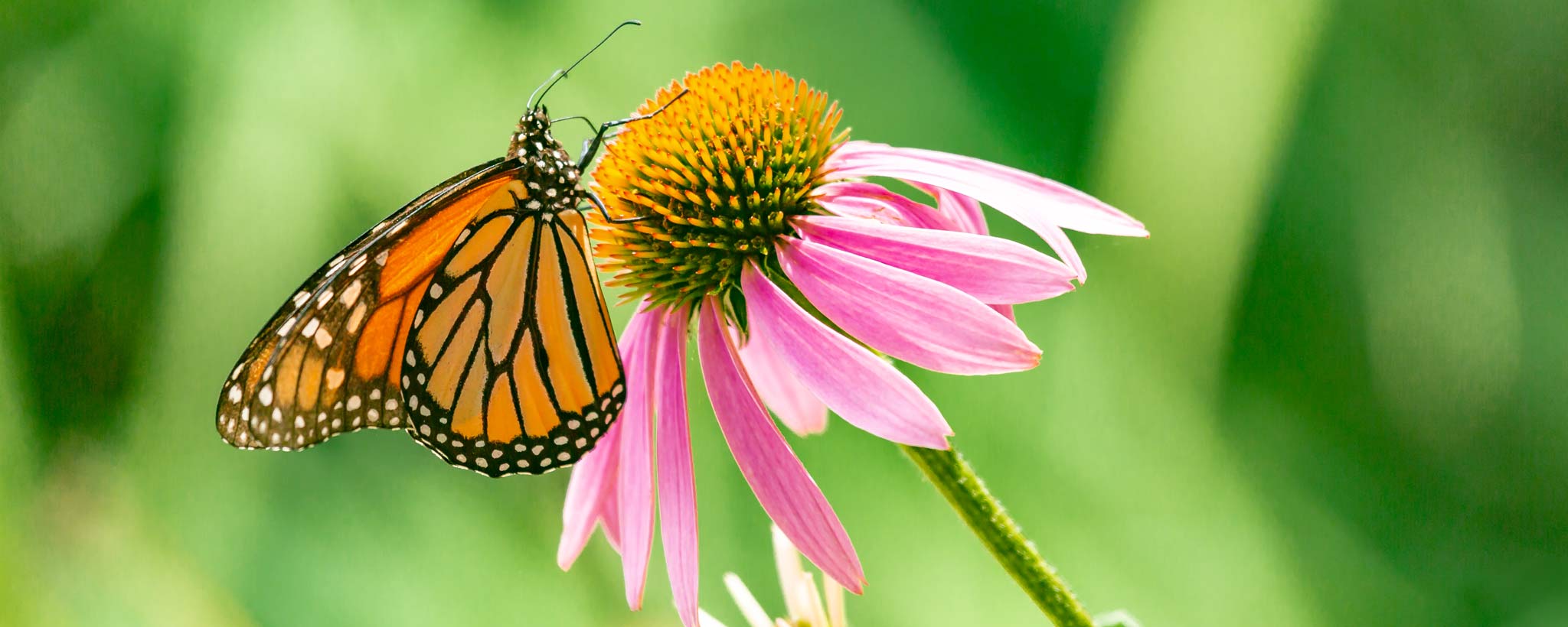 Butterfly on a flower Butterfly on a flower