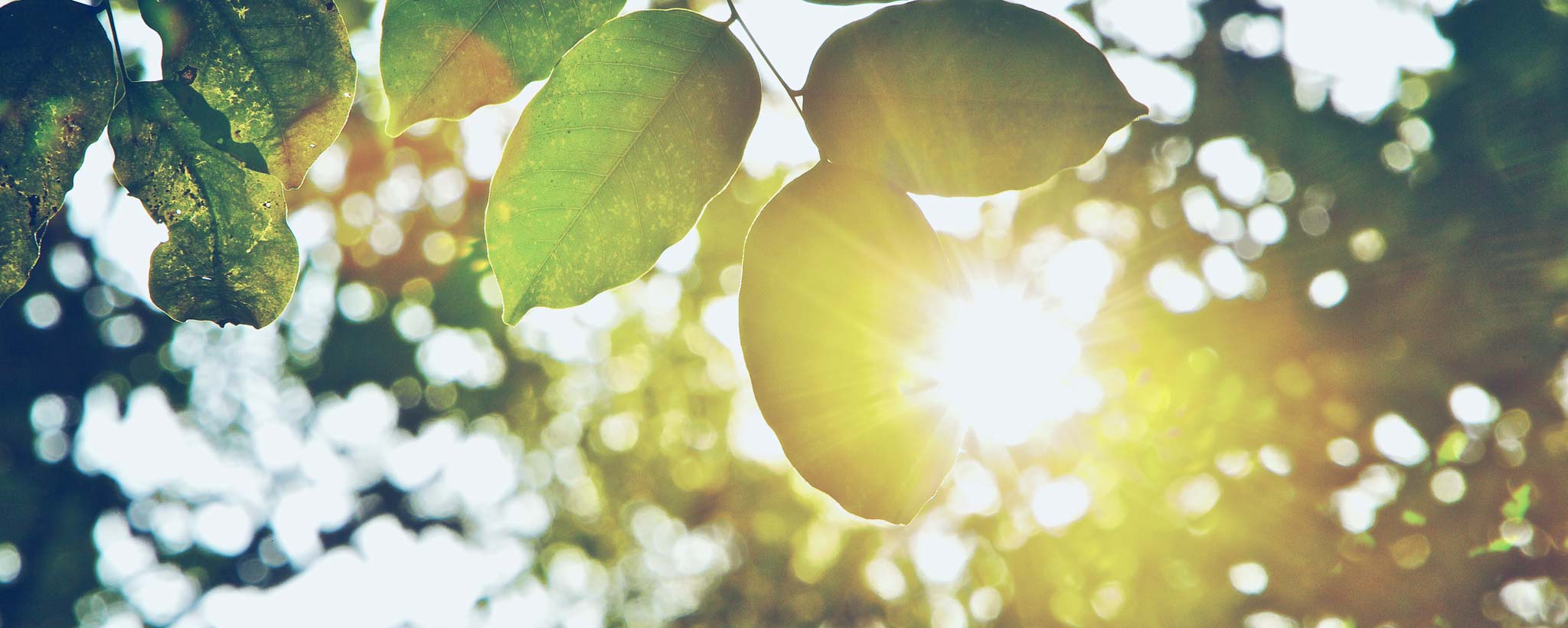 Carbon Reduction Sun shining on leaves