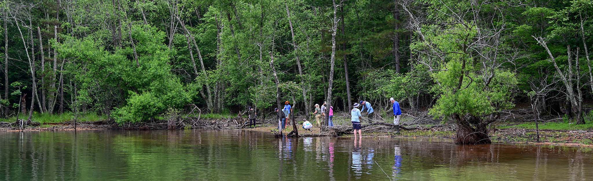 TVA staff and volunteers planted 1,600 water willow and buttonbush on Chatuge Reservoir in North Carolina.