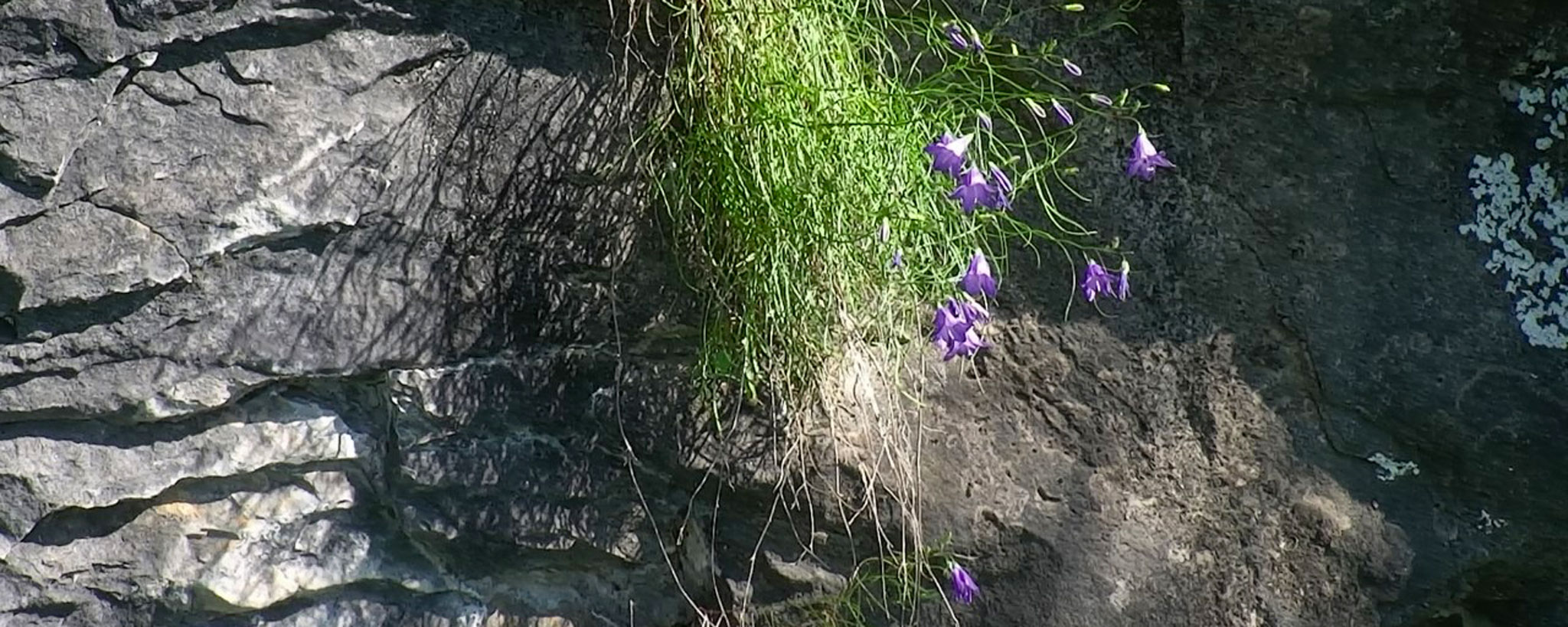 close-up-of-the-common-harebell-growing-on-the-bluff-cropped close-up-of-the-common-harebell-growing-on-the-bluff-cropped