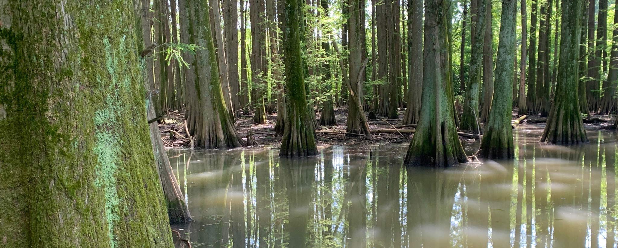 Cypress trees