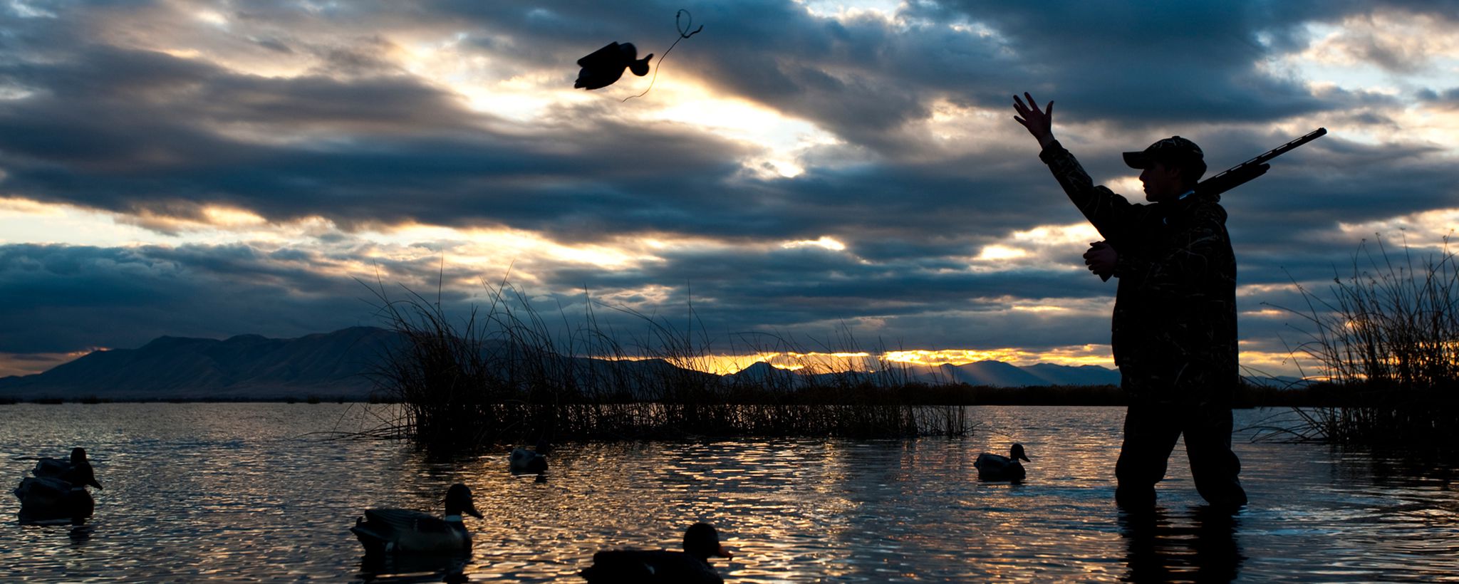 Hunting with duck decoy at sunrise