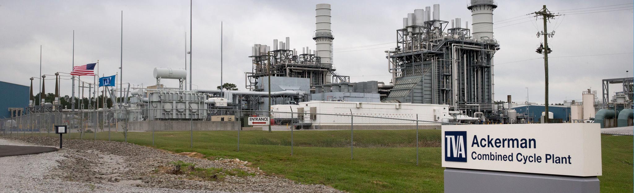 ground view of plant