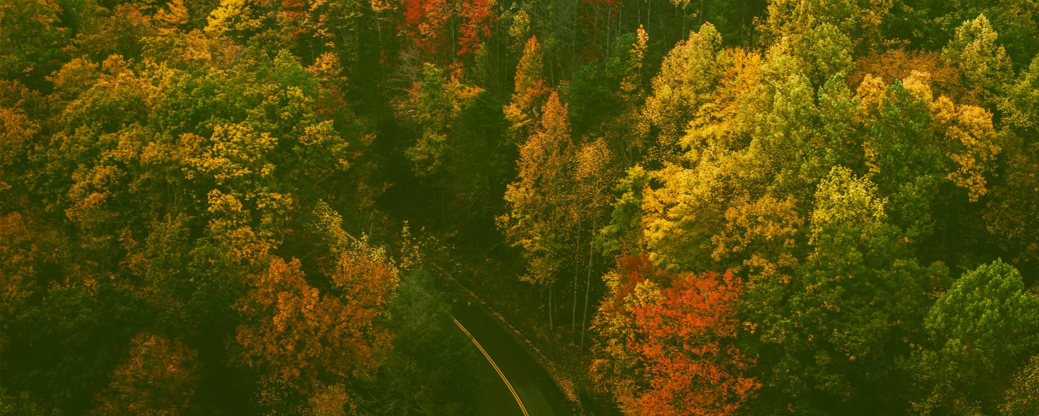 Forest with fall colors and a road