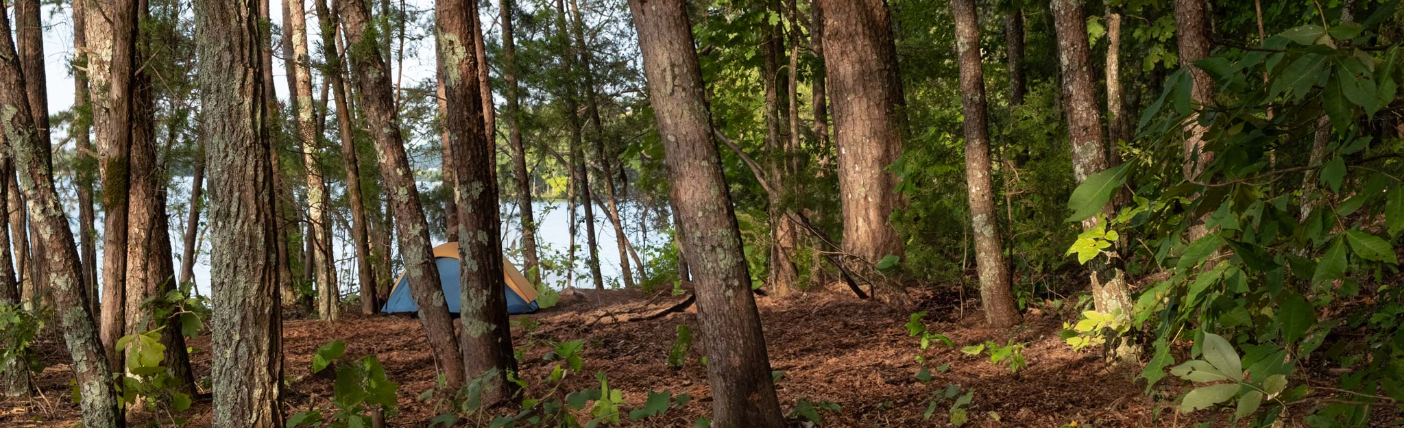 Campsite in forest