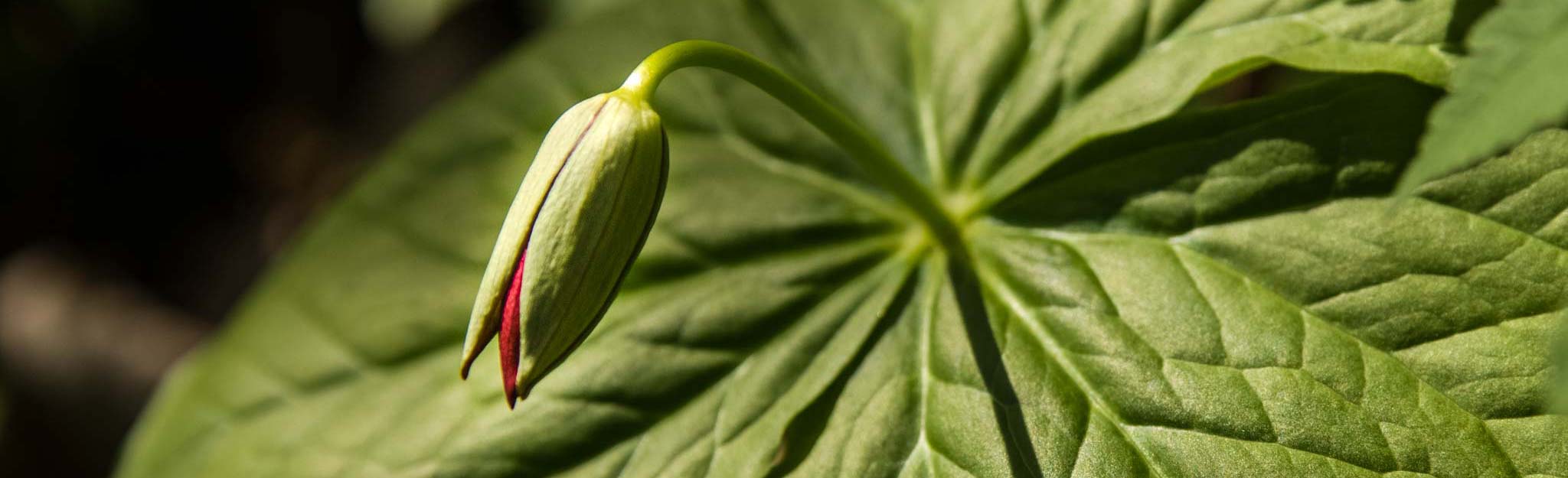 Wild flower closeup