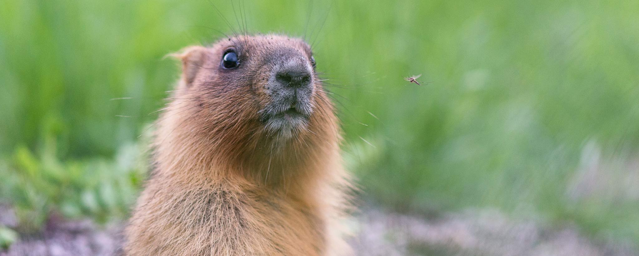 groundhog groundhog