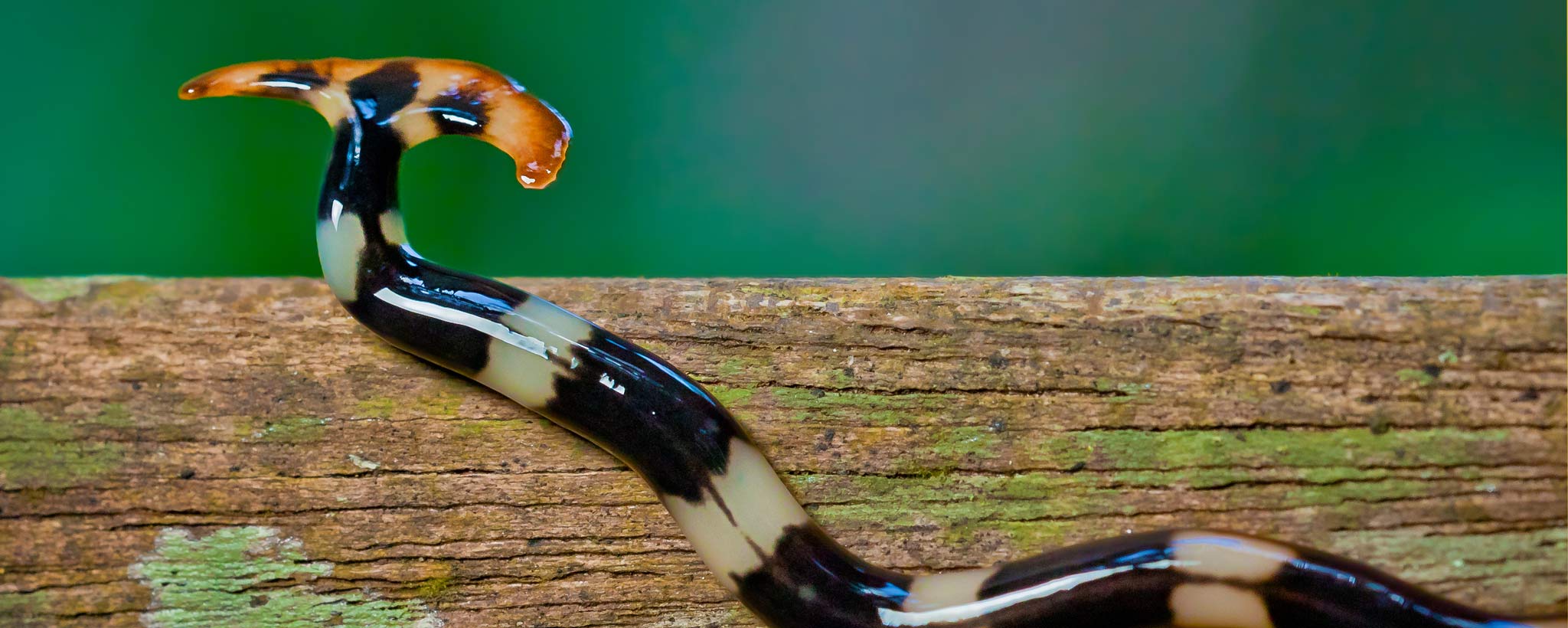Hammerhead-Worm- Hammerhead Worms