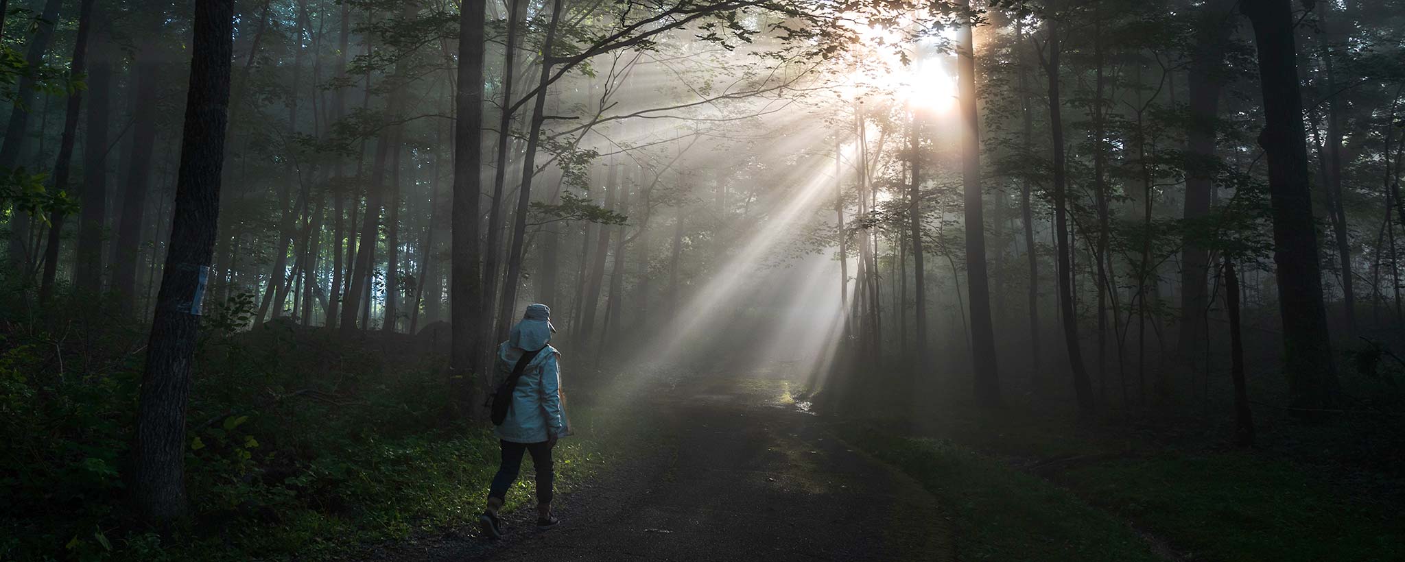 Person walking through wooded trail. Person walking through wooded trail.