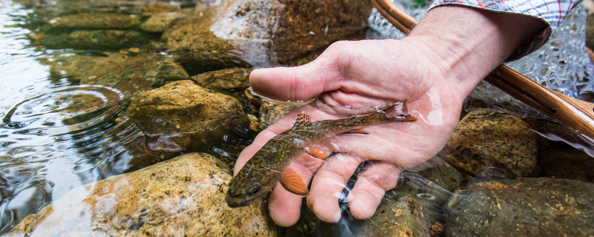 hero_GettyImages-726772327 Trout