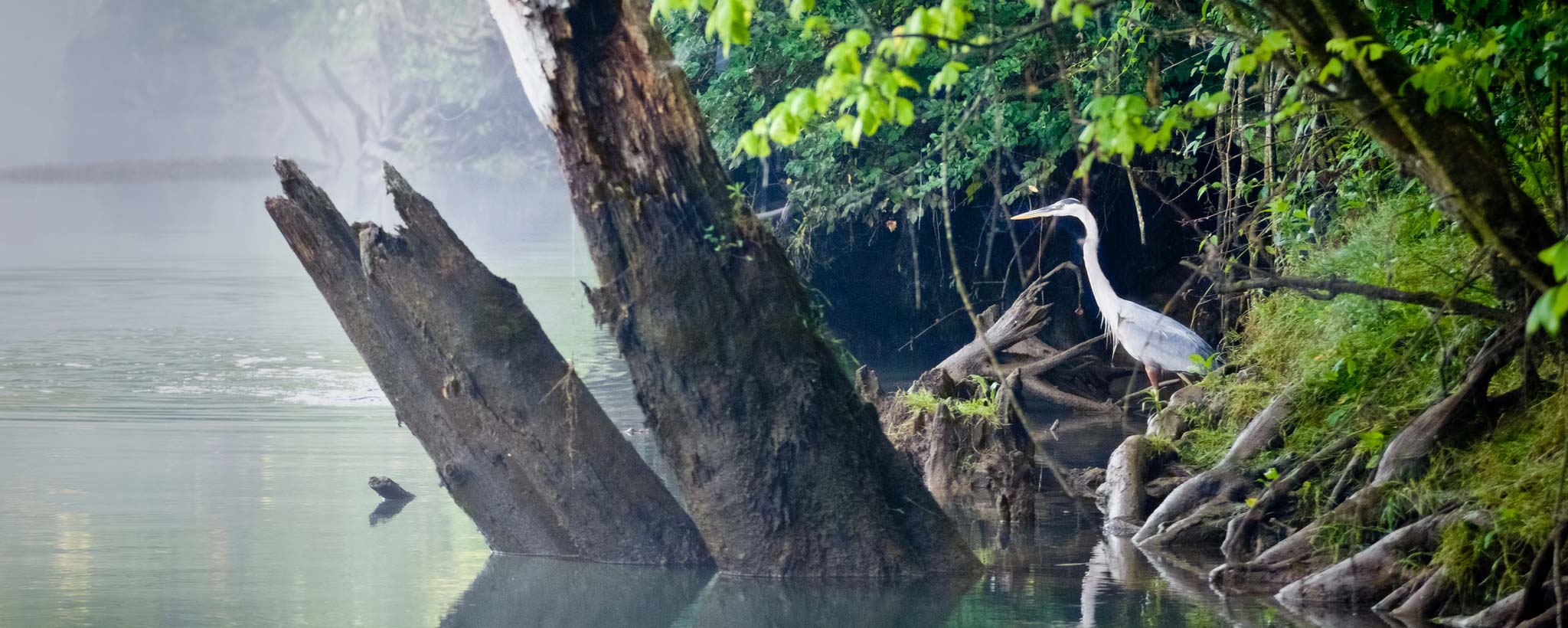 Heron on a shoreline