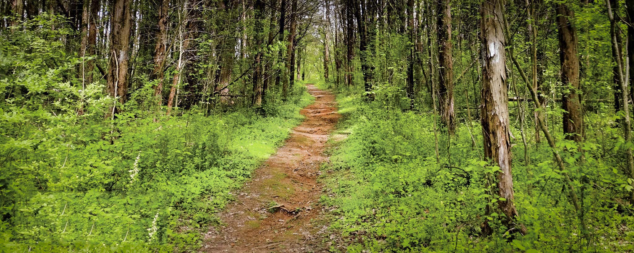 Melton Hill Trail