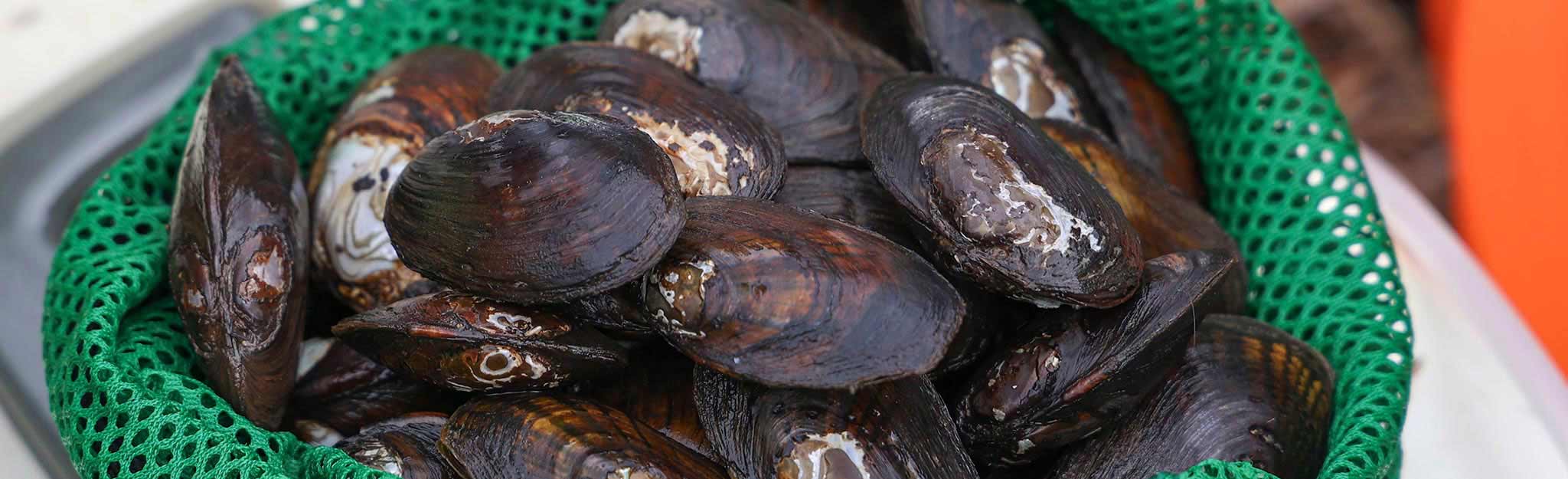 A variety of mussels found in the Hiwassee River during a recent mussel collection.