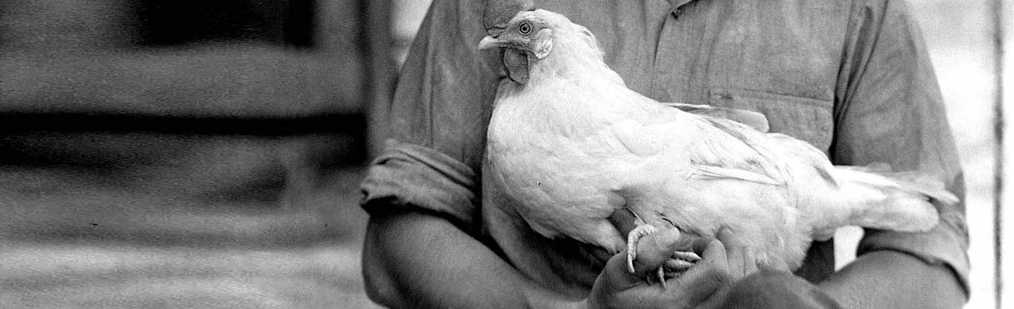 Rooster