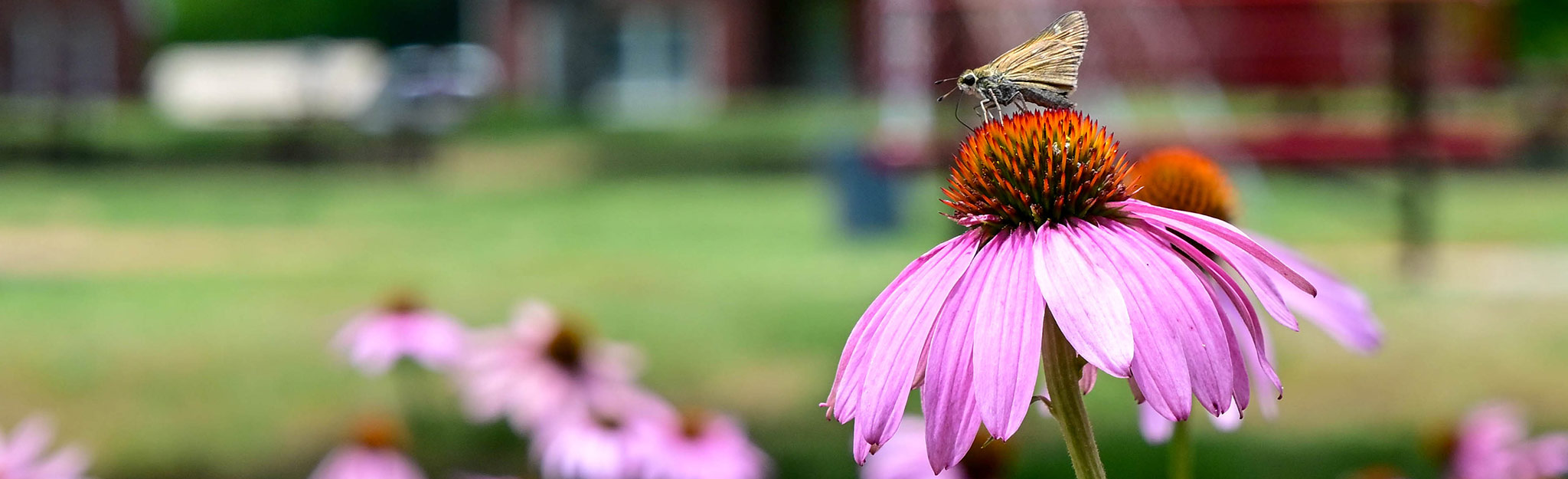 A bee lands on a purple coneflower