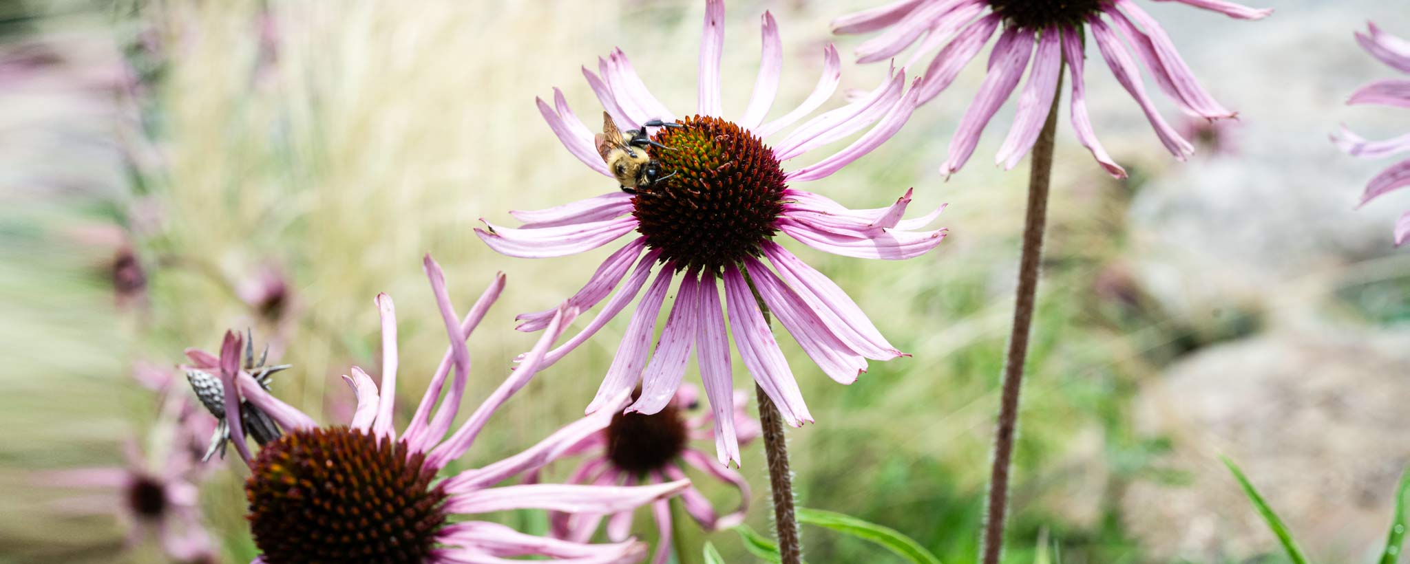 Purple Coneflower Purple Coneflower