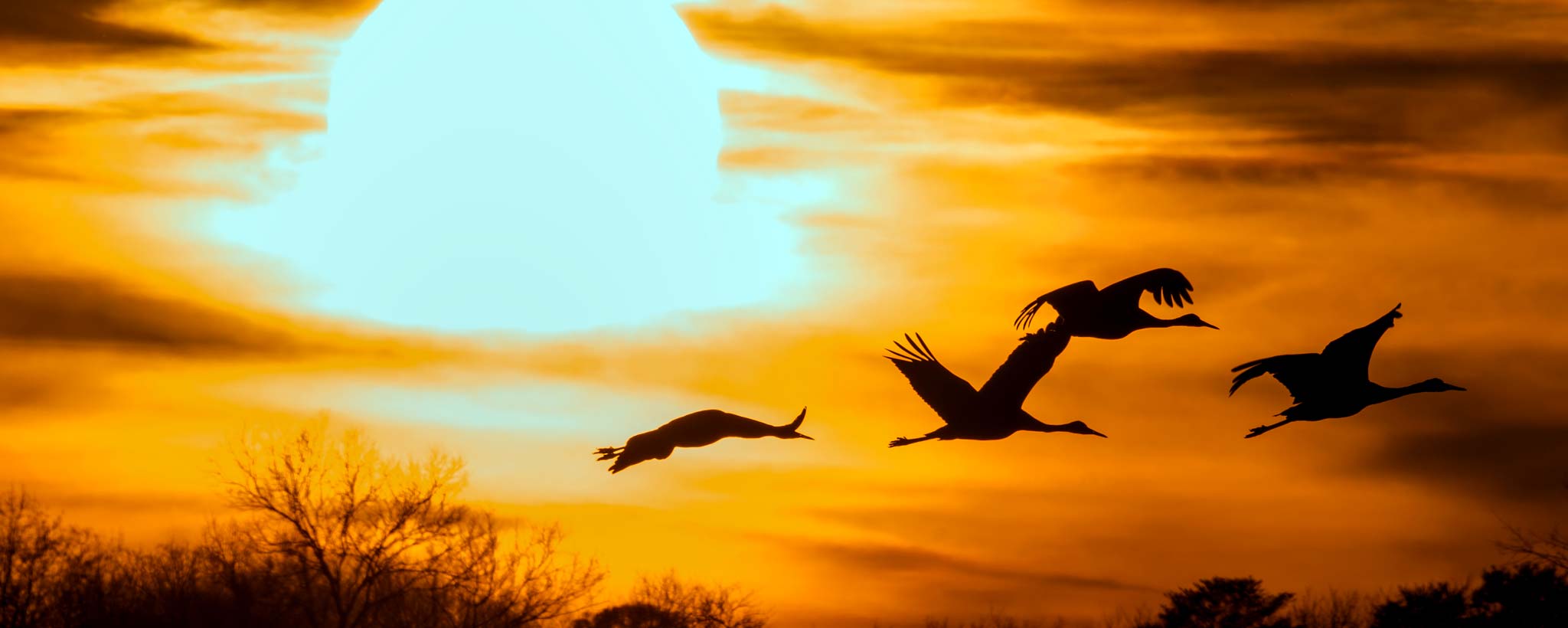 Four sandhill cranes fly low over the landscape as the sun sets on the horizon