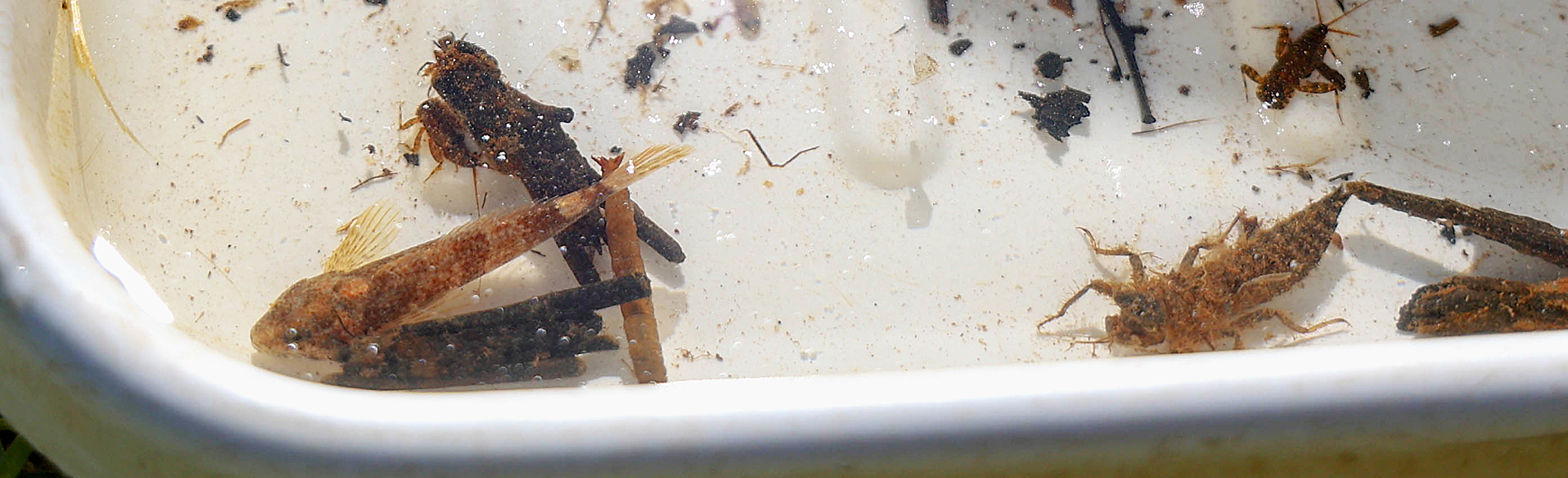 Caddisflies and other creatures indicate good water quality.