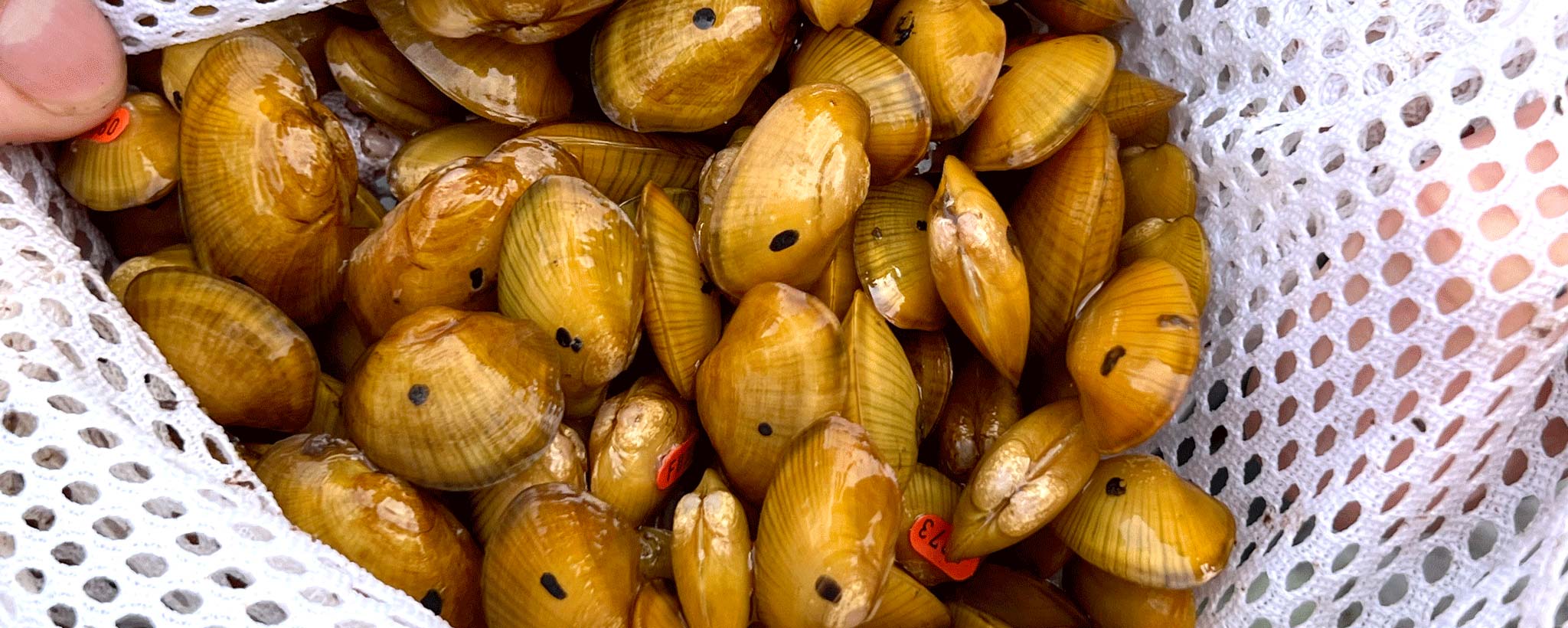 small-mussels A closeup view of small mussels in a net