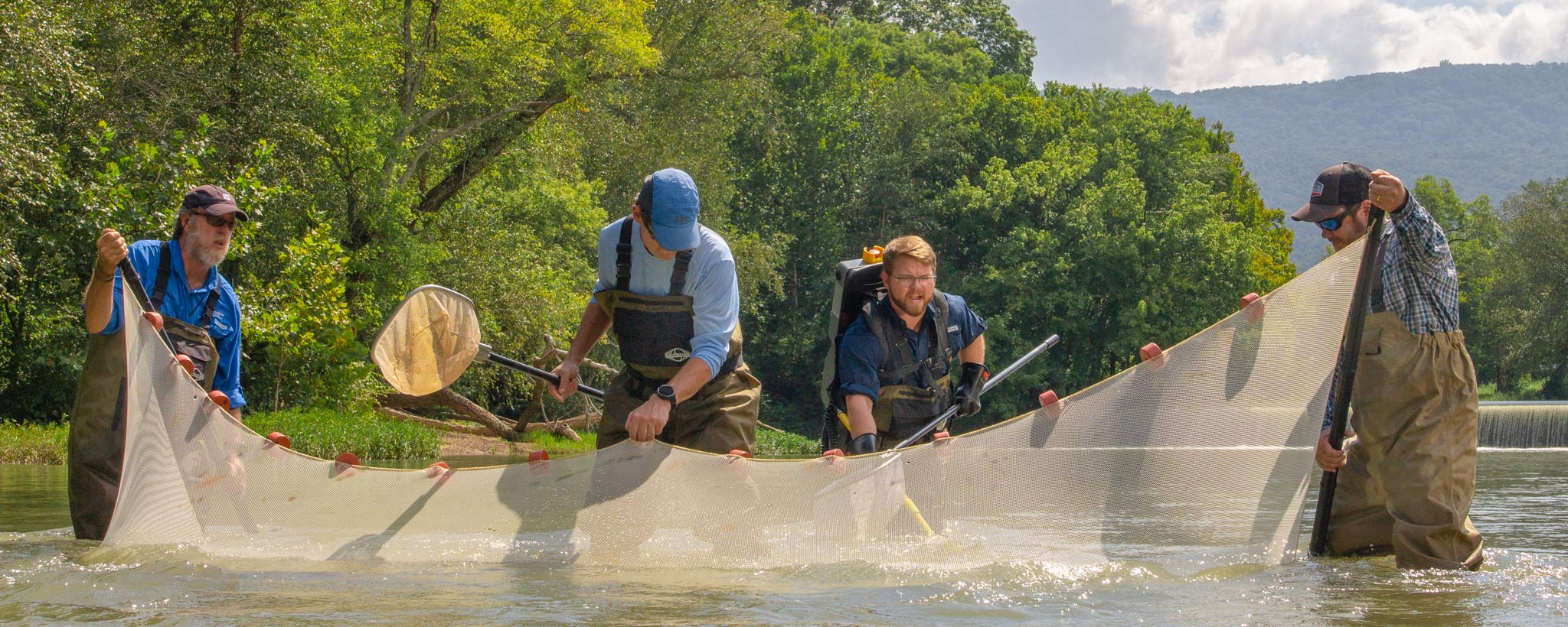 Biologists catching snail darter