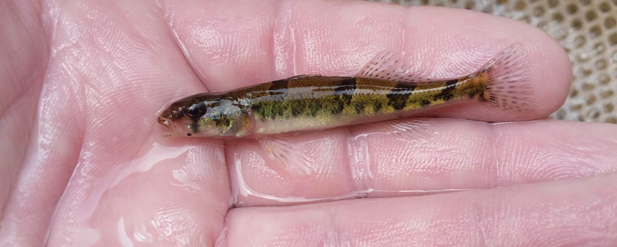Snail Darter Snail Darter