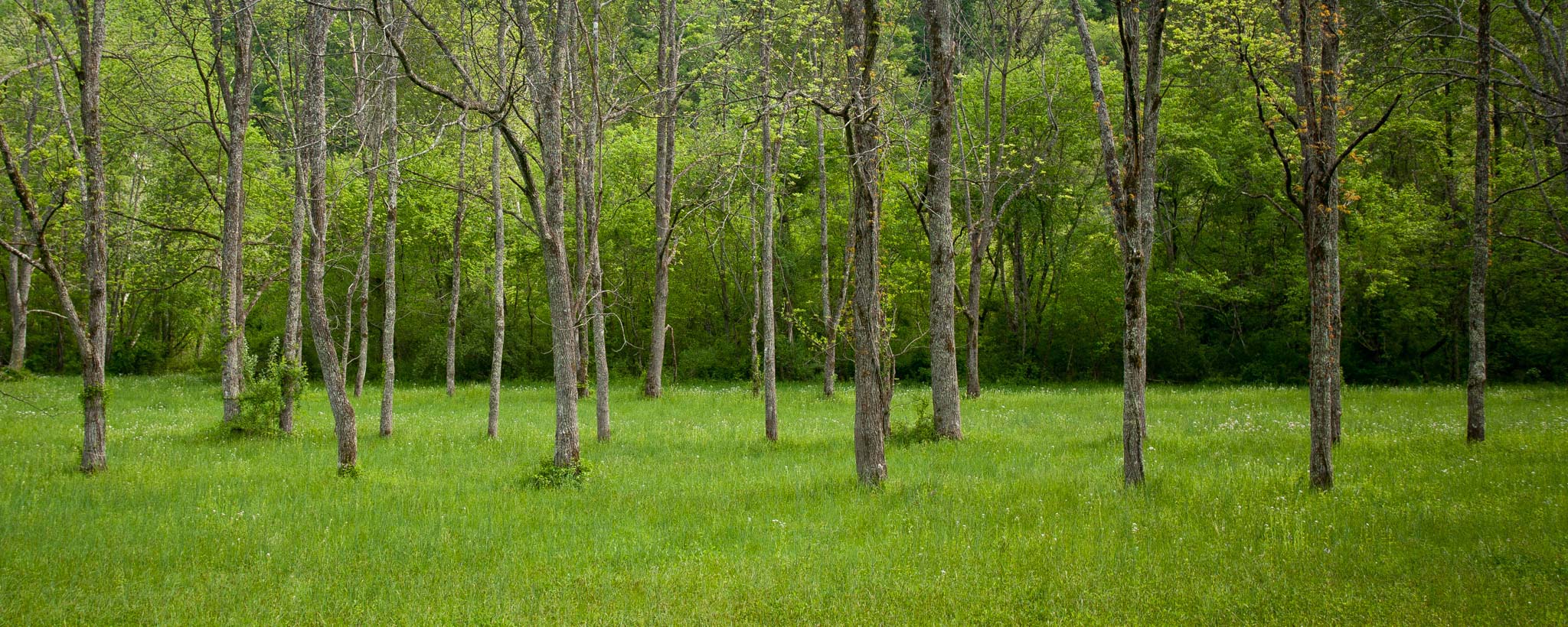 Scenic view of a green forest on a spring day