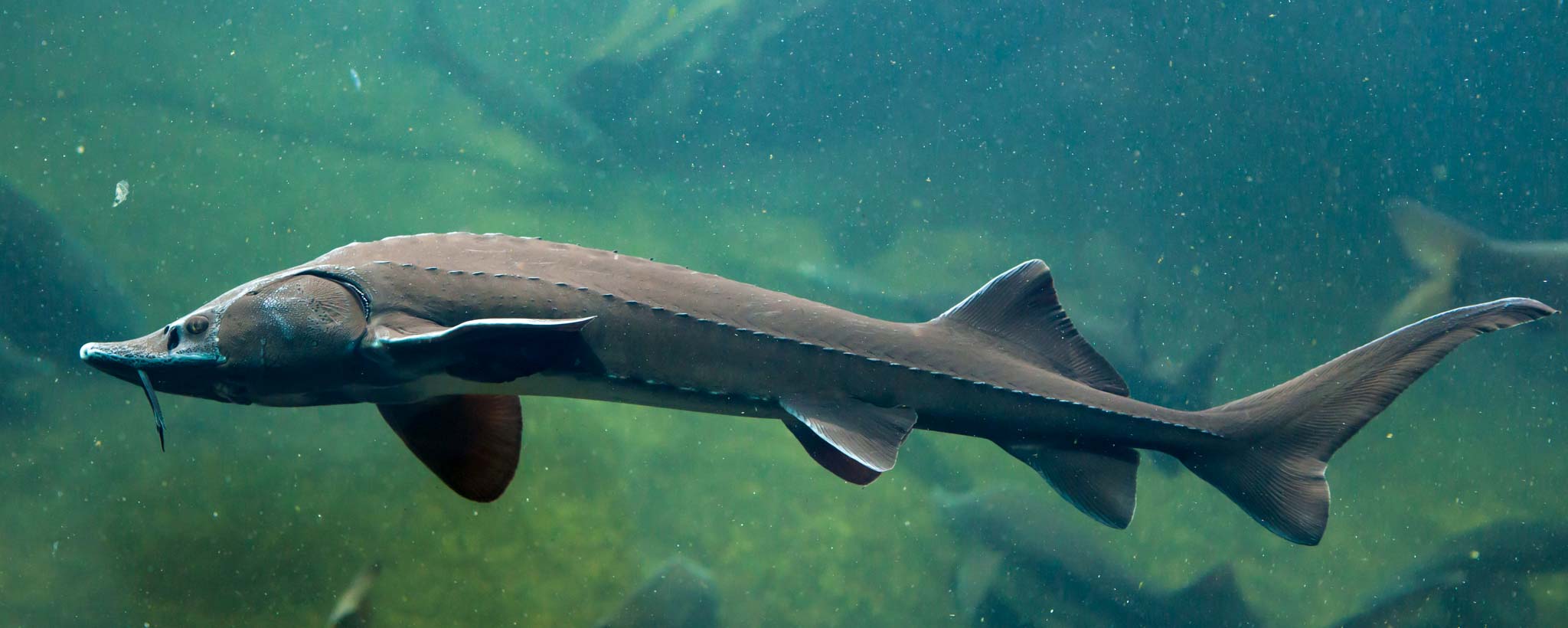 Lake Sturgeon Lake Sturgeon