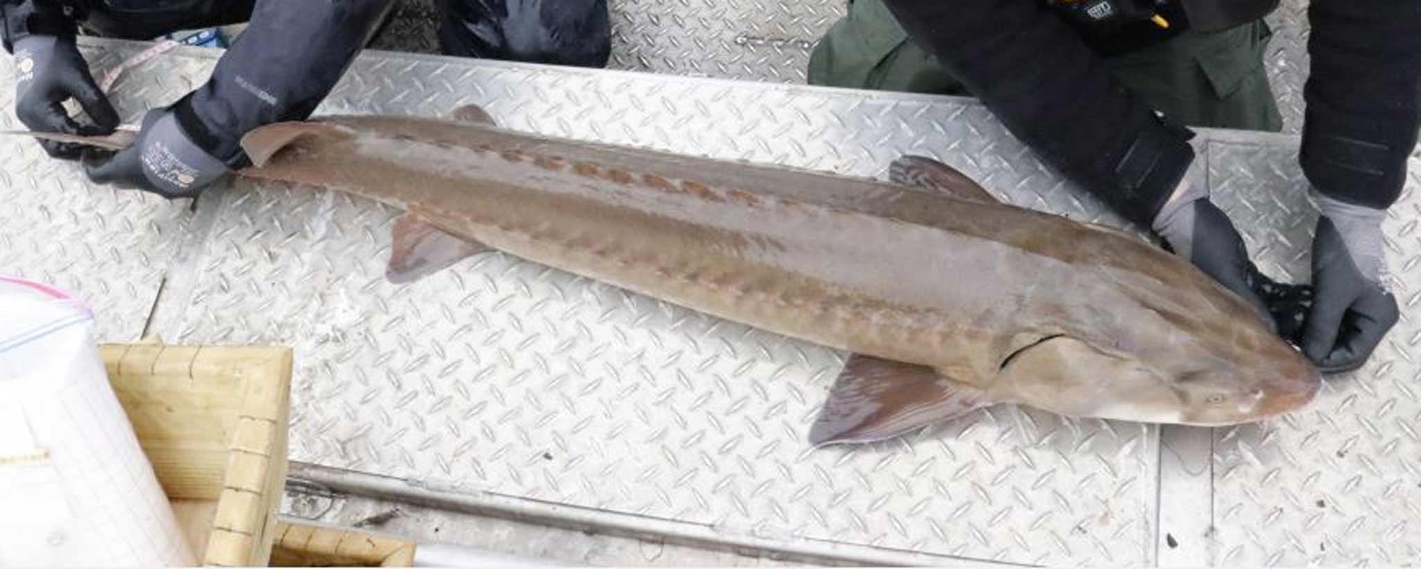 53-inch Lake Sturgeon