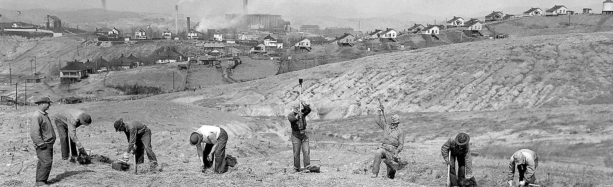 Planting trees near copper mines