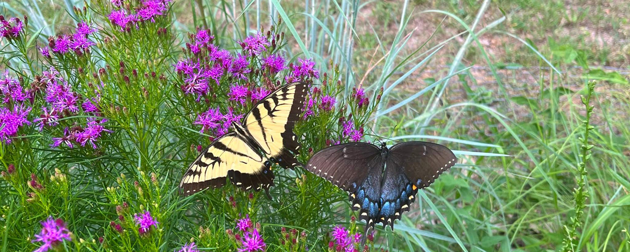 Two Butterflies Two butterflies land on a flower bush outside a home in east Tennessee